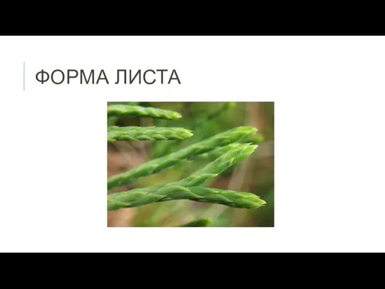 ФОРМА ЛИСТА