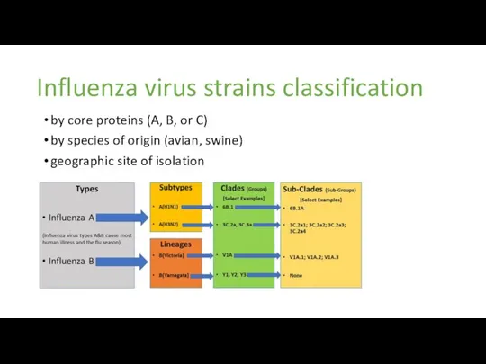 Influenza virus strains classification by core proteins (A, B, or C) by