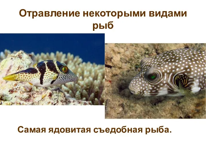 Отравление некоторыми видами рыб Самая ядовитая съедобная рыба.