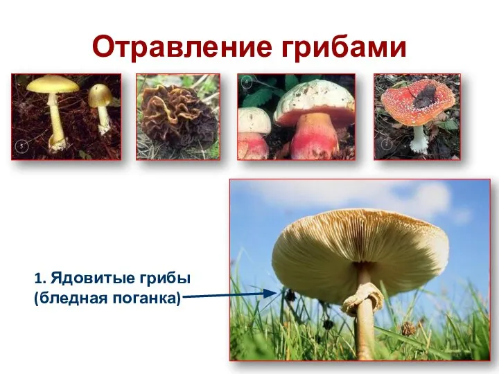 Отравление грибами 1. Ядовитые грибы (бледная поганка)