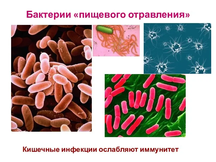 Бактерии «пищевого отравления» Кишечные инфекции ослабляют иммунитет
