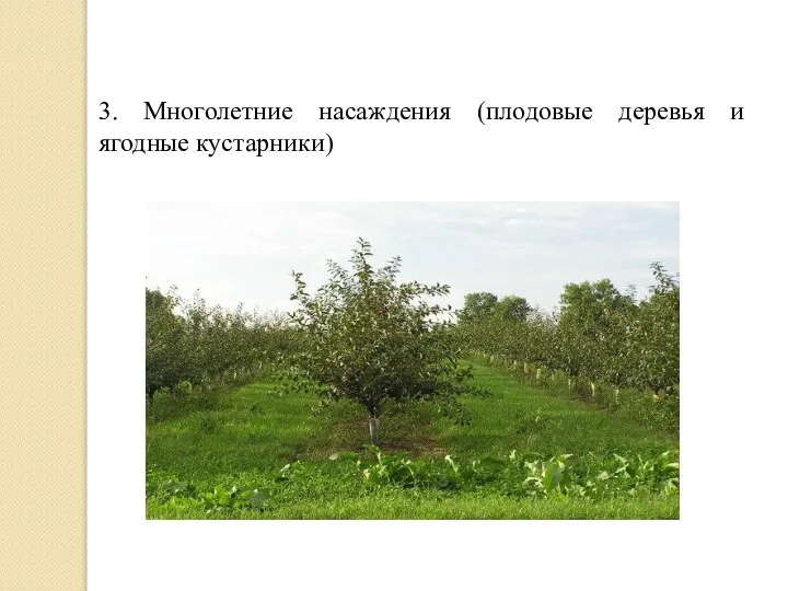 3. Многолетние насаждения (плодовые деревья и ягодные кустарники)