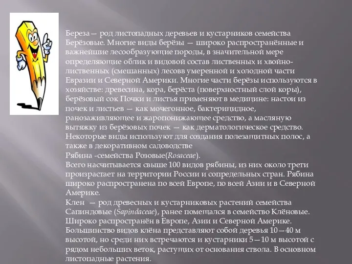 Береза— род листопадных деревьев и кустарников семейства Берёзовые. Многие виды берёзы —