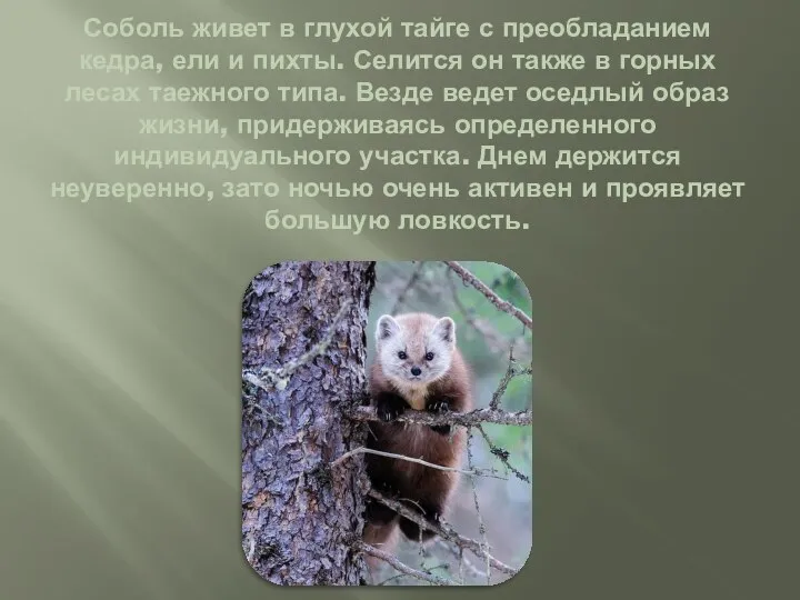 Соболь живет в глухой тайге с преобладанием кедра, ели и пихты. Селится