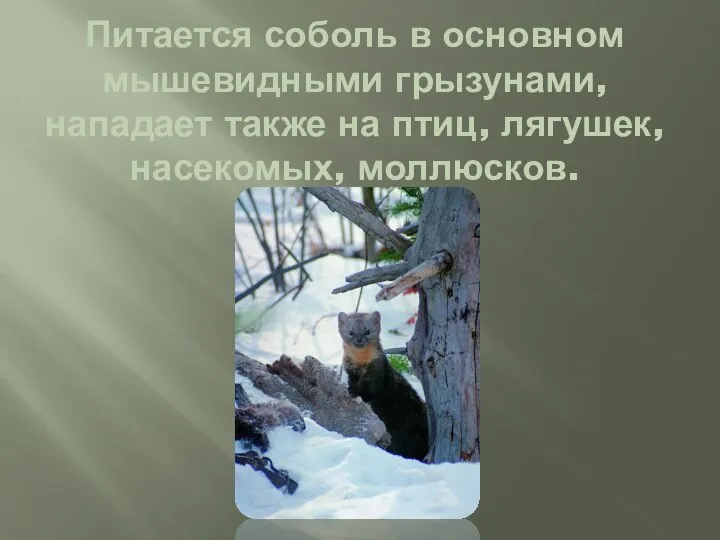 Питается соболь в основном мышевидными грызунами, нападает также на птиц, лягушек, насекомых, моллюсков.