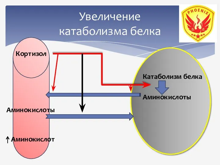 Увеличение катаболизма белка Кортизол Катаболизм белка Аминокислоты Аминокислоты Аминокислот