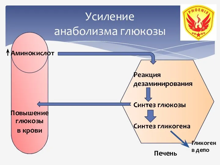 Усиление анаболизма глюкозы Аминокислот Печень Гликоген в депо Повышение глюкозы в крови