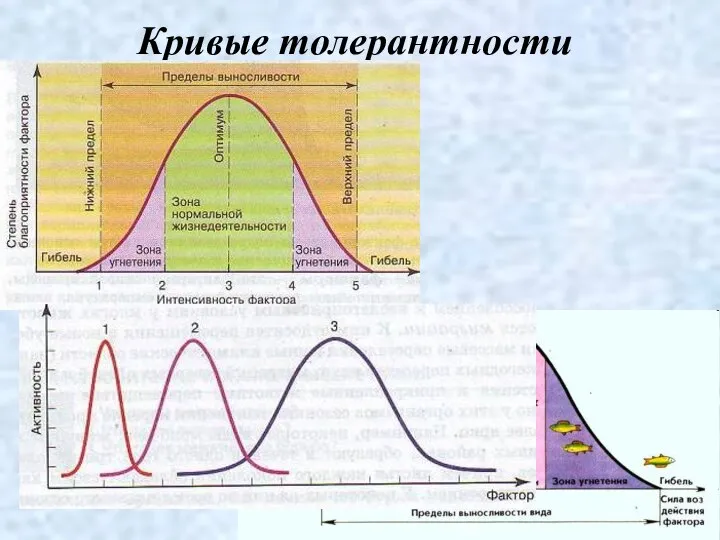 Кривые толерантности