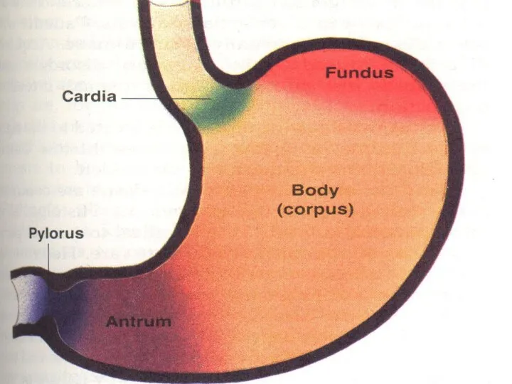 Anatomic regions of the stomach.
