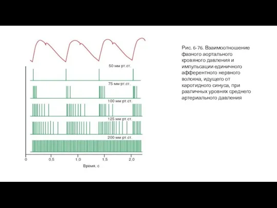 Рис. 6-76. Взаимоотношение фазного аортального кровяного давления и импульсации единичного афферентного нервного