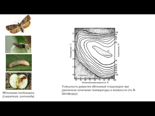 Успешность развития яблоневой плодожорки при различном сочетании температуры и влажности (по В.