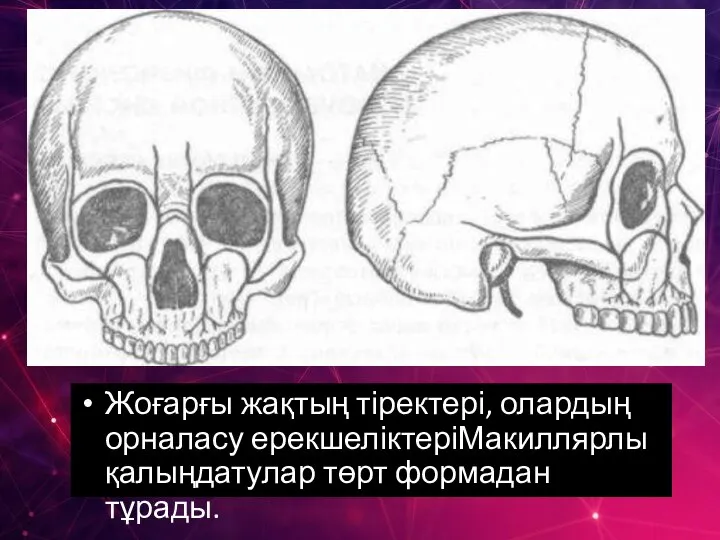 Жоғарғы жақтың тіректері, олардың орналасу ерекшеліктеріМакиллярлы қалыңдатулар төрт формадан тұрады.