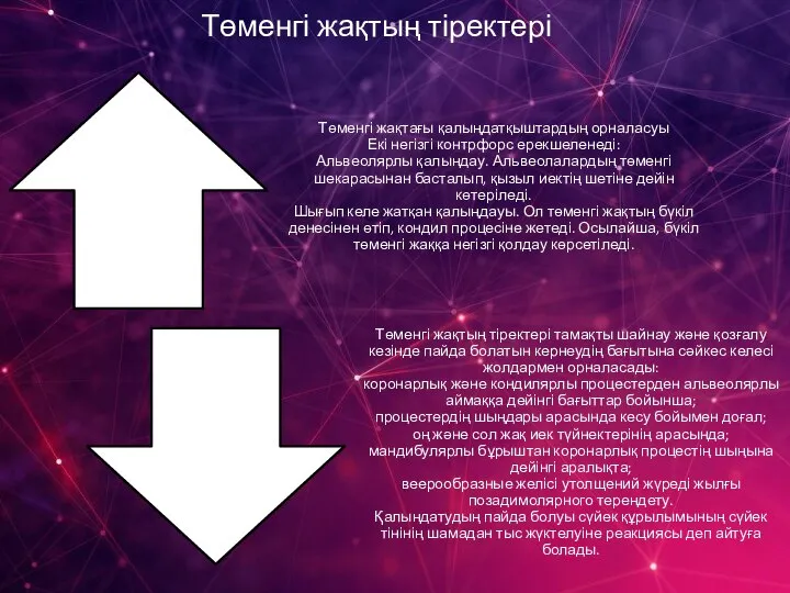 Төменгі жақтың тіректері