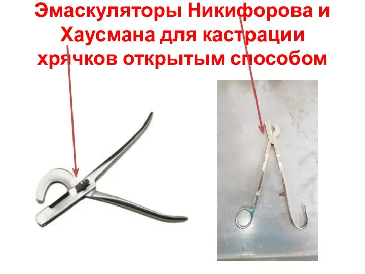 Эмаскуляторы Никифорова и Хаусмана для кастрации хрячков открытым способом