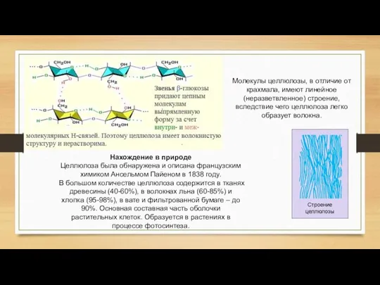 Молекулы целлюлозы, в отличие от крахмала, имеют линейное (неразветвленное) строение, вследствие чего