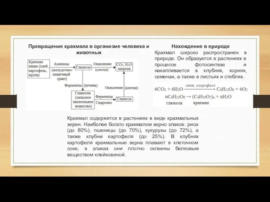 Превращение крахмала в организме человека и животных Нахождение в природе Крахмал широко