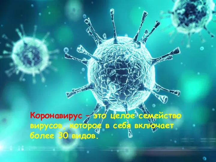 Коронавирус – это целое семейство вирусов, которое включает более 30 видов. Виды