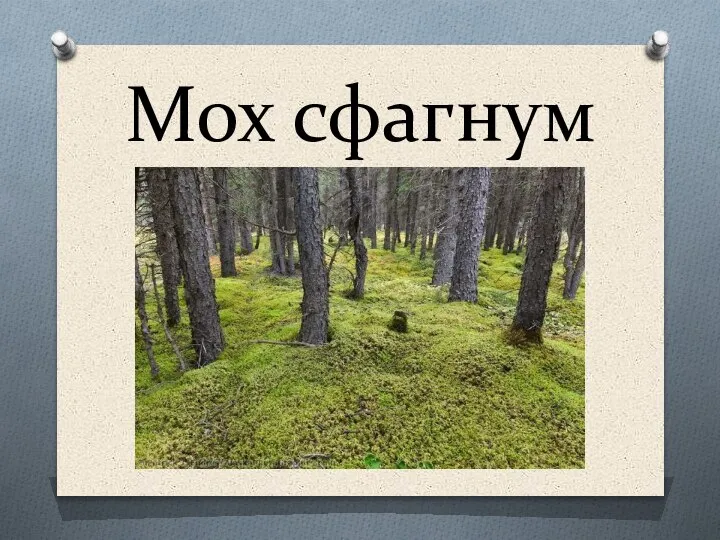 Мох сфагнум