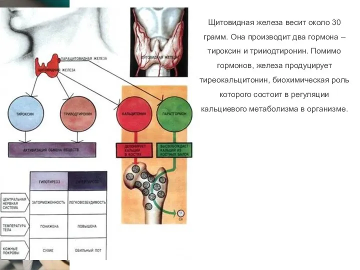 Щитовидная железа весит около 30 грамм. Она производит два гормона – тироксин