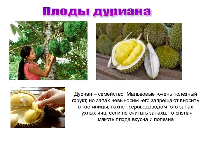 Плоды дуриана Дуриан – семейство Мальвовые -очень полезный фрукт, но запах невыносим