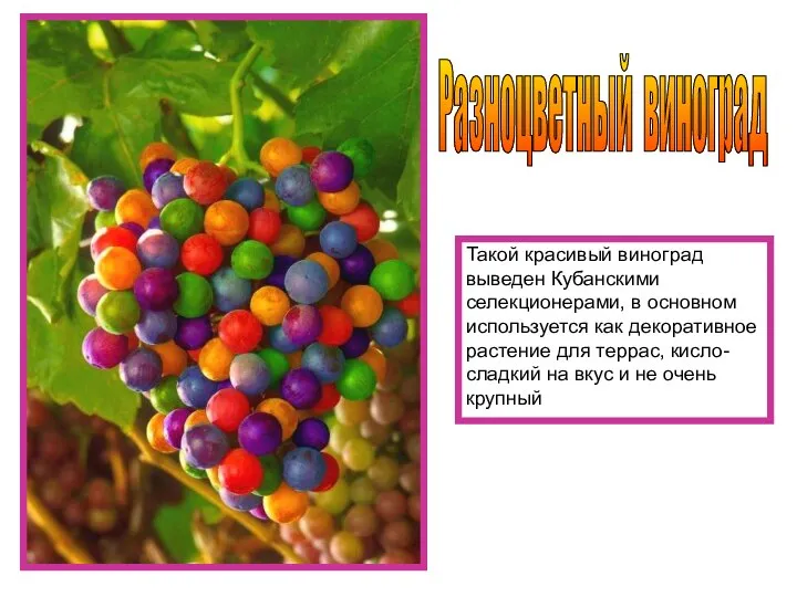 Разноцветный виноград Такой красивый виноград выведен Кубанскими селекционерами, в основном используется как