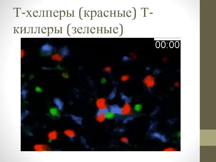 Т-хелперы (красные) Т-киллеры (зеленые)