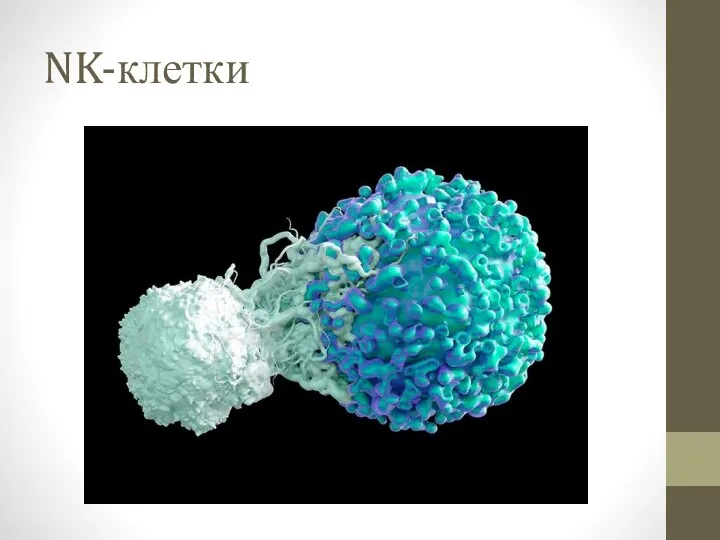 NK-клетки