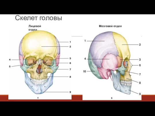 Скелет головы Мозговой отдел Лицевой отдел