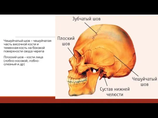 Чешуйчатый шов – чешуйчатая часть височной кости и теменная кость на боковой