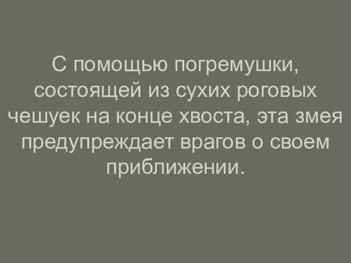 С помощью погремушки, состоящей из сухих роговых чешуек на конце хвоста, эта