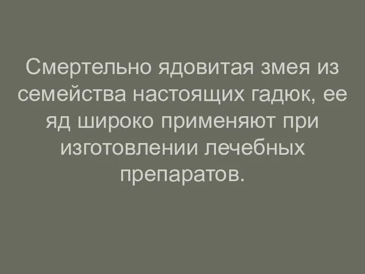 Смертельно ядовитая змея из семейства настоящих гадюк, ее яд широко применяют при изготовлении лечебных препаратов.