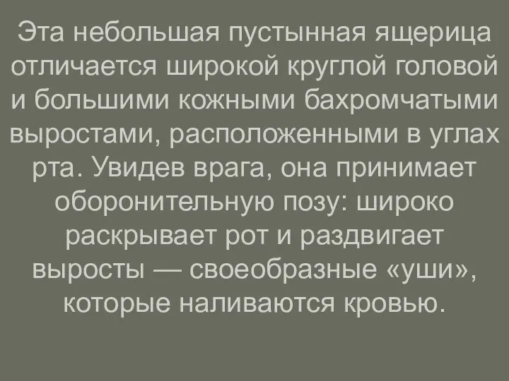 Эта небольшая пустынная ящерица отличается широкой круглой головой и большими кожными бахромчатыми