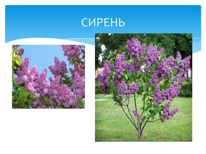 СИРЕНЬ