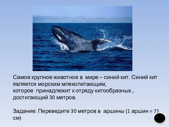 Самое крупное животное в мире – синий кит. Синий кит является морским