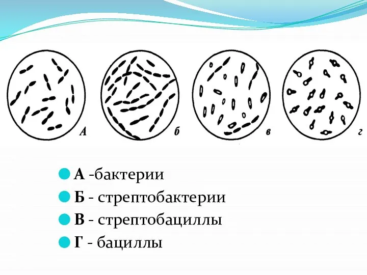 А -бактерии Б - стрептобактерии В - стрептобациллы Г - бациллы