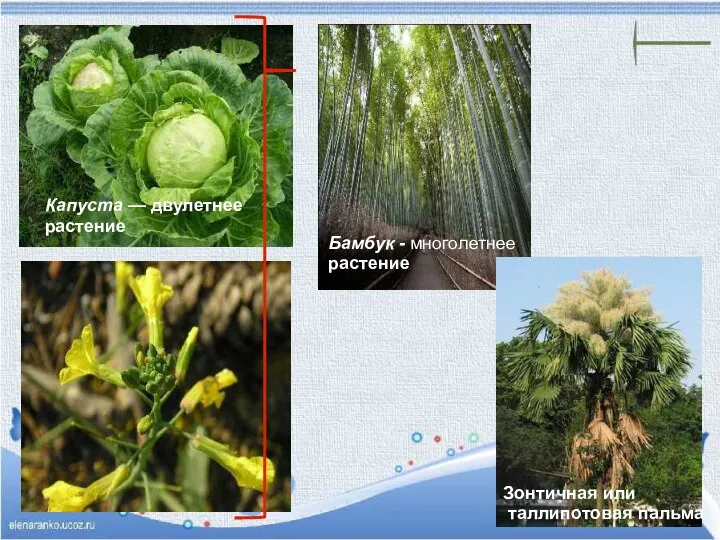 Капуста — двулетнее растение Бамбук - многолетнее растение Зонтичная или таллипотовая пальма