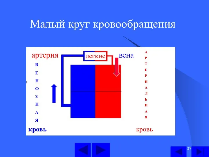 Малый круг кровообращения легкие вена А Р Т Е Р И А