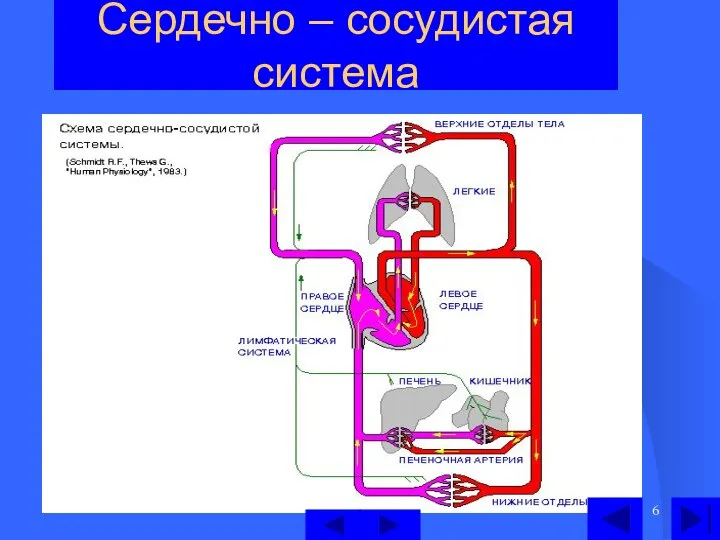 Сердечно – сосудистая система