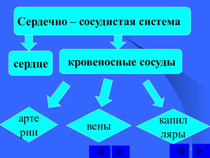 сердце кровеносные сосуды Сердечно – сосудистая система артерии вены капилляры