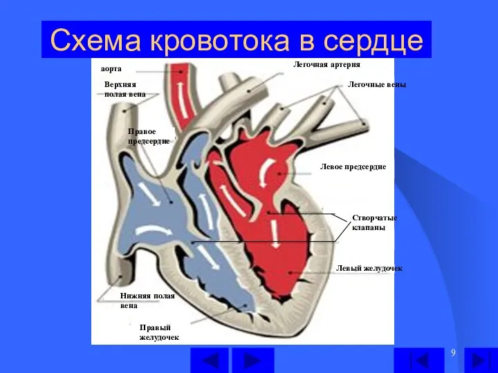 Схема кровотока в сердце Левый желудочек Левое предсердие Легочные вены Легочная артерия