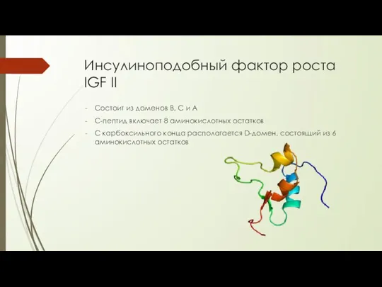 Инсулиноподобный фактор роста IGF II Состоит из доменов В, С и А