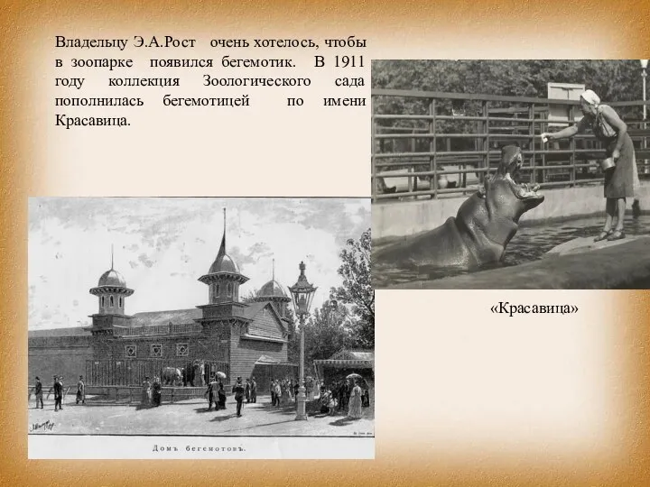 Владельцу Э.А.Рост очень хотелось, чтобы в зоопарке появился бегемотик. В 1911 году