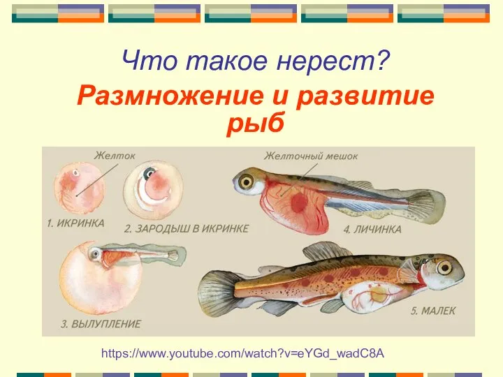 Что такое нерест? Размножение и развитие рыб https://www.youtube.com/watch?v=eYGd_wadC8A