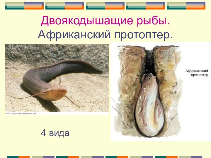 Двоякодышащие рыбы. Африканский протоптер. 4 вида