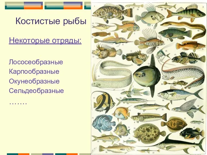 Костистые рыбы Некоторые отряды: Лососеобразные Карпообразные Окунеобразные Сельдеобразные …….