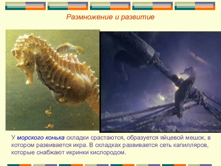 У морского конька складки срастаются, образуется яйцевой мешок, в котором развивается икра.