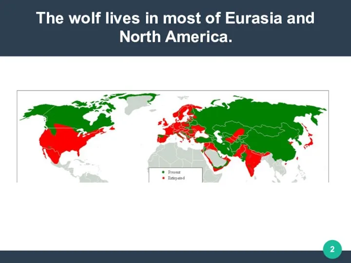 The wolf lives in most of Eurasia and North America.