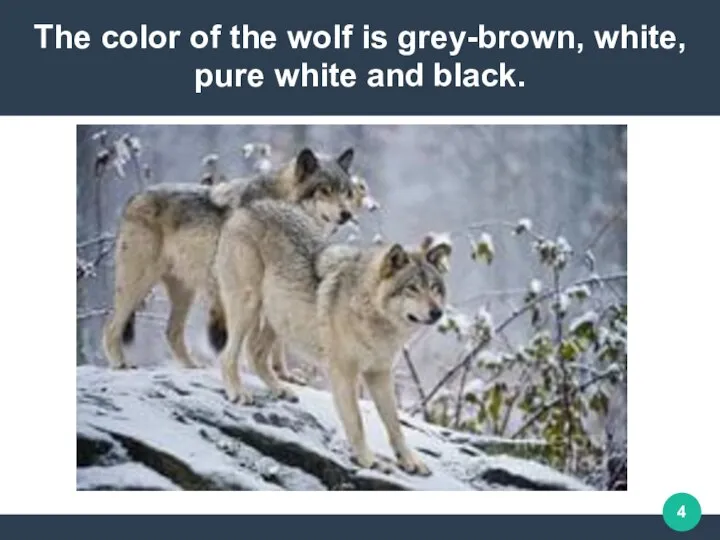 The color of the wolf is grey-brown, white, pure white and black.
