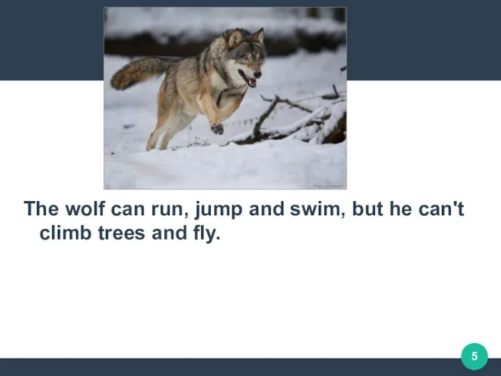 The wolf can run, jump and swim, but he can't climb trees and fly.