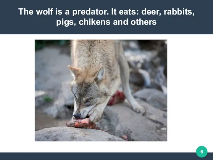 The wolf is a predator. It eats: deer, rabbits, pigs, сhikens and others
